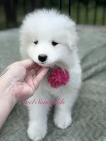 Tansy 🌸, a female Samoyed for sale in Barron, WI – 3 of 8
