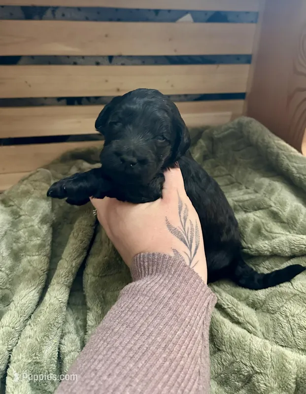 Triton – Goldendoodle puppy for sale in Barron, WI