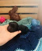 Triton, a male Goldendoodle for sale in Barron, WI – Photo 2 of 3