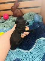 Triton, a male Goldendoodle for sale in Barron, WI – Photo 3 of 3