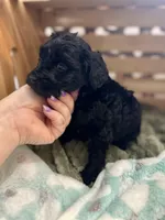 Triton, a male Goldendoodle for sale in Barron, WI – Photo 4 of 6