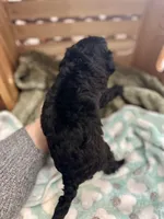 Triton, a male Goldendoodle for sale in Barron, WI – Photo 6 of 6