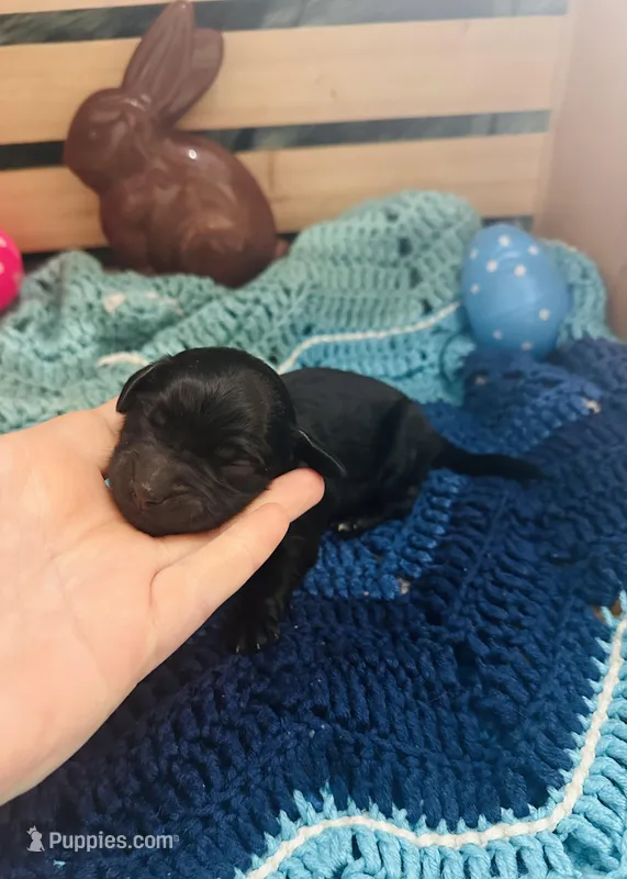 Triton – Goldendoodle puppy for sale in Barron, WI