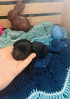 Triton, a male Goldendoodle for sale in Barron, WI – Photo 1 of 3