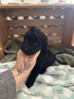Triton, a male Goldendoodle for sale in Barron, WI – Photo 3 of 6