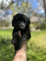 Triton, a male Goldendoodle for sale in Barron, WI – 4 of 7