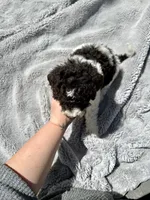 Axel, a male Goldendoodle for sale in Barron, WI – 5 of 6