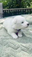 Lavender 🌿, a female Samoyed for sale in Barron, WI – 6 of 9