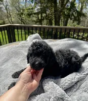 Onyx, a male Goldendoodle for sale in Barron, WI – 4 of 6