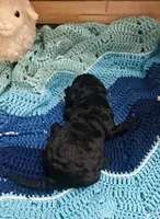 Onyx, a male Goldendoodle for sale in Barron, WI – Photo 7 of 8