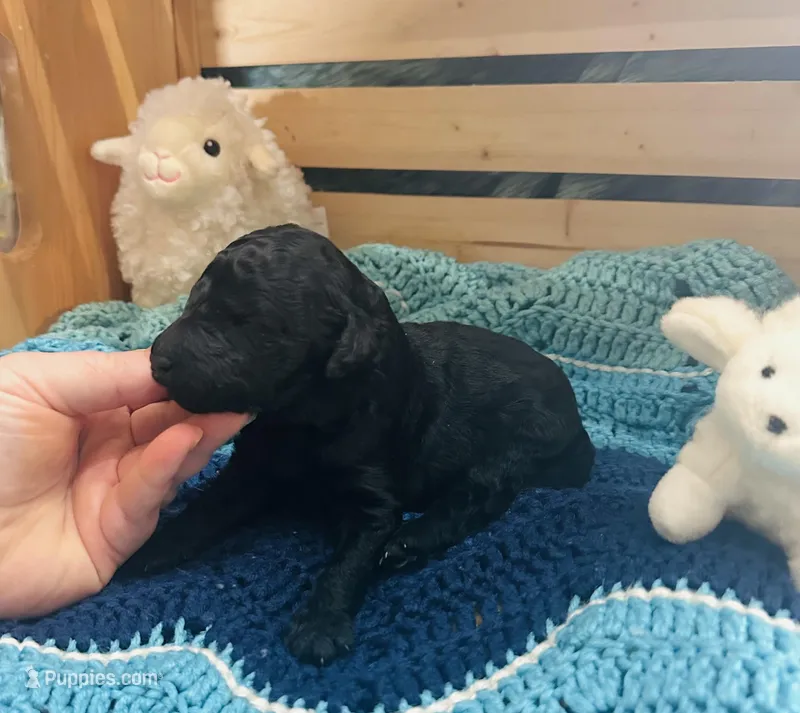 Onyx – Goldendoodle puppy for sale in Barron, WI