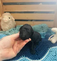 Onyx, a male Goldendoodle for sale in Barron, WI – Photo 3 of 8