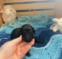 Onyx, a male Goldendoodle for sale in Barron, WI – Photo 5 of 8