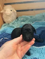 Onyx, a male Goldendoodle for sale in Barron, WI – Photo 2 of 8