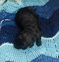 Onyx, a male Goldendoodle for sale in Barron, WI – Photo 4 of 8