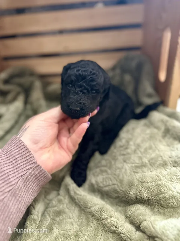 Onyx – Goldendoodle puppy on hold in Barron, WI
