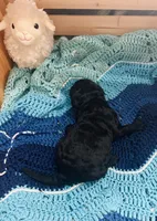 Onyx, a male Goldendoodle for sale in Barron, WI – Photo 8 of 8