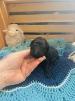 Onyx, a male Goldendoodle for sale in Barron, WI – Photo 6 of 8