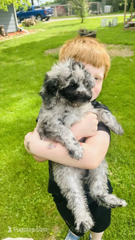 Zorro – Goldendoodle puppy for sale in Barron, WI