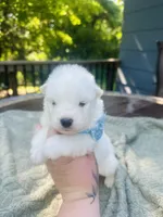 Blueberry 🫐 , a female Samoyed for sale in Barron, WI – 7 of 9