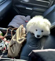 Samoyed puppies DUE in JUNE, a  Samoyed for sale in Barron, WI – 5 of 7