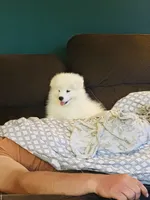 Rosemary 🪴, a female Samoyed for sale in Barron, WI – 5 of 5