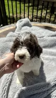 Lucky, a male Goldendoodle for sale in Barron, WI – 2 of 5