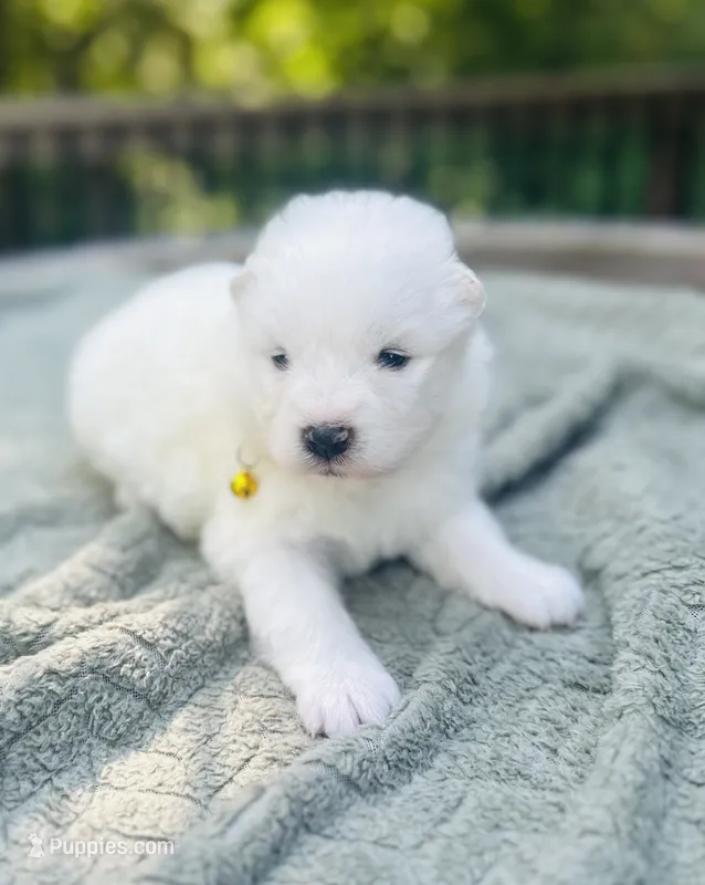 Limoncello 🍋 – Samoyed puppy for sale in Barron, WI