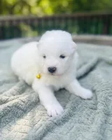 Limoncello 🍋, a female Samoyed for sale in Barron, WI – 1 of 9