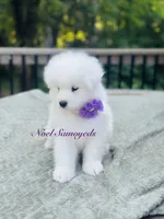 Lavender 🪴, a female Samoyed for sale in Barron, WI – 6 of 7