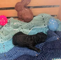 Amadeus, a male Goldendoodle for sale in Barron, WI – Photo 5 of 6