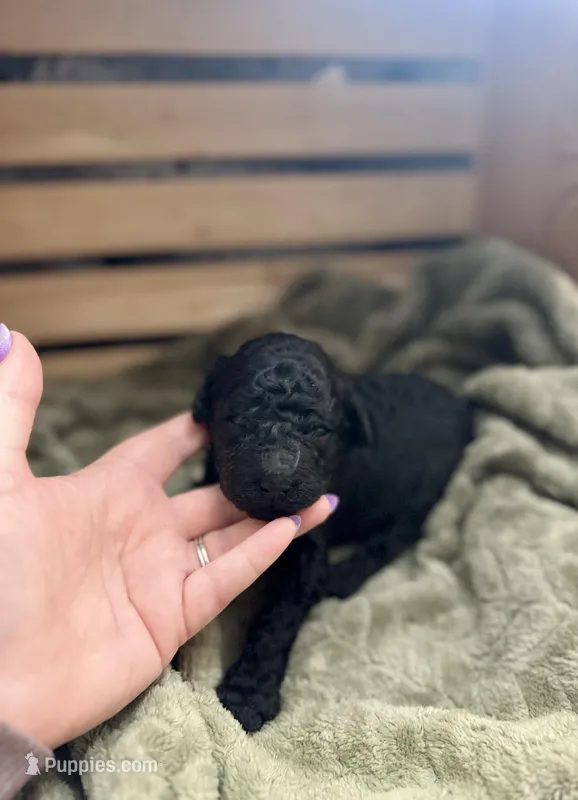 Amadeus – Goldendoodle puppy on hold in Barron, WI