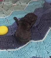 Amadeus, a male Goldendoodle for sale in Barron, WI – Photo 3 of 6