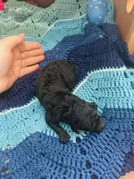 Amadeus, a male Goldendoodle for sale in Barron, WI – Photo 6 of 6