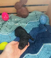 Amadeus, a male Goldendoodle for sale in Barron, WI – Photo 4 of 6