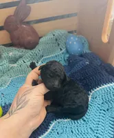 Amadeus, a male Goldendoodle for sale in Barron, WI – Photo 2 of 6