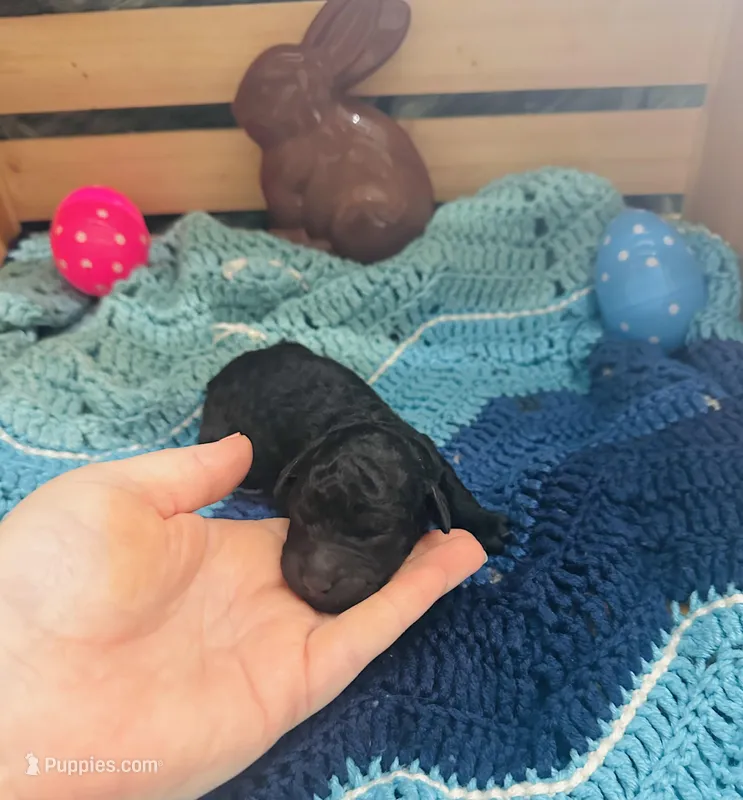 Amadeus – Goldendoodle puppy for sale in Barron, WI