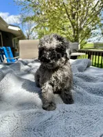 Zorro, a male Goldendoodle for sale in Barron, WI – 6 of 6