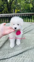 Tansy 🌸, a female Samoyed for sale in Barron, WI – 2 of 8