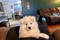 Samoyed puppies DUE in JUNE, a  Samoyed for sale in Barron, WI – 6 of 7