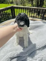 Magpie, a female Goldendoodle for sale in Barron, WI – 3 of 6