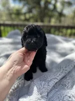 Triton, a male Goldendoodle for sale in Barron, WI – 6 of 7