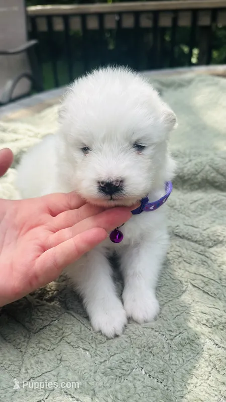 Lavender 🌿 – Samoyed puppy for sale in Barron, WI