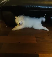 Rosemary 🪴, a female Samoyed for sale in Barron, WI – 3 of 5