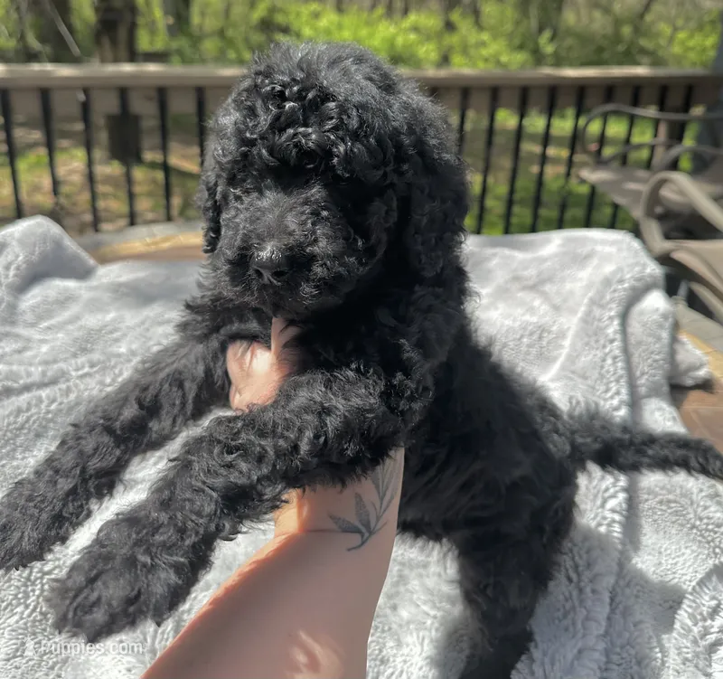 Onyx, a male Goldendoodle for sale in Barron, WI – 1 of 6