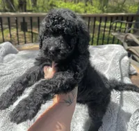 Onyx, a male Goldendoodle for sale in Barron, WI – 1 of 6