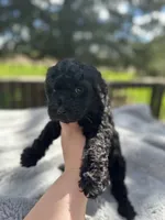 Triton, a male Goldendoodle for sale in Barron, WI – 5 of 7