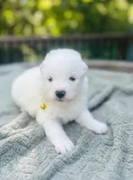 Limoncello 🍋, a female Samoyed for sale in Barron, WI – 9 of 9