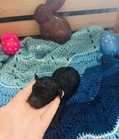 Mystic, a female Goldendoodle for sale in Barron, WI – Photo 4 of 9