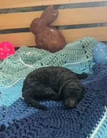 Mystic, a female Goldendoodle for sale in Barron, WI – Photo 2 of 9